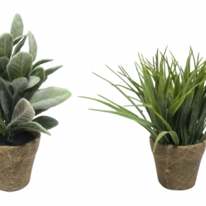 PLANTA PE LINO 13X13X25 2 SURT.