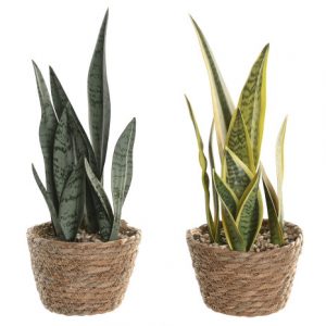 PLANTA PE FIBRA 13X13X35 SANSEVIERA 2 SURT.